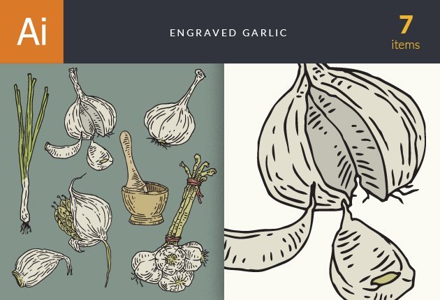 designtnt-vector-engraved-garlic-small