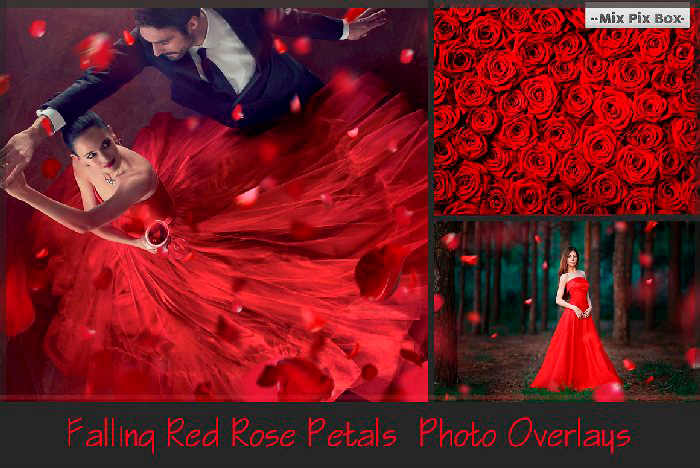 Falling Rose Petals Photo Overlay
