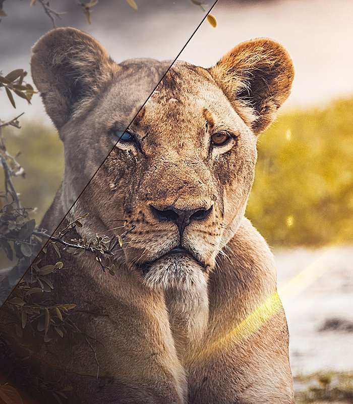 free high quality overlays preview on a lion's image
