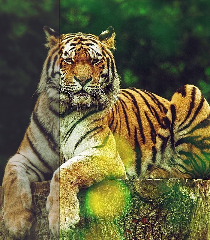 photoshop overlays preview on a tiger's image
