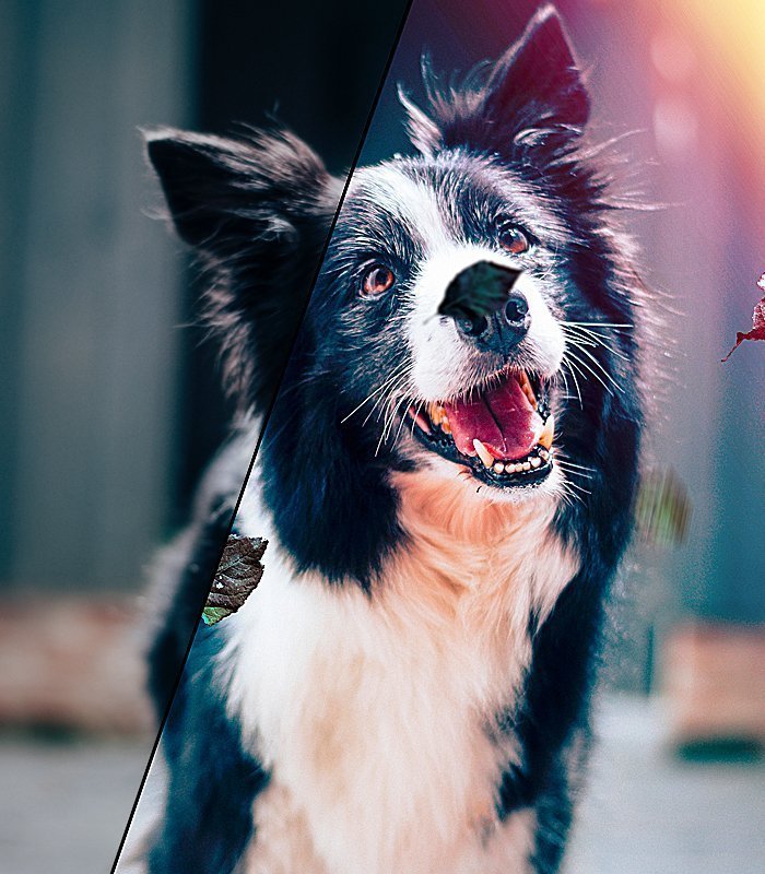 free overlay used on a cute dog's image
