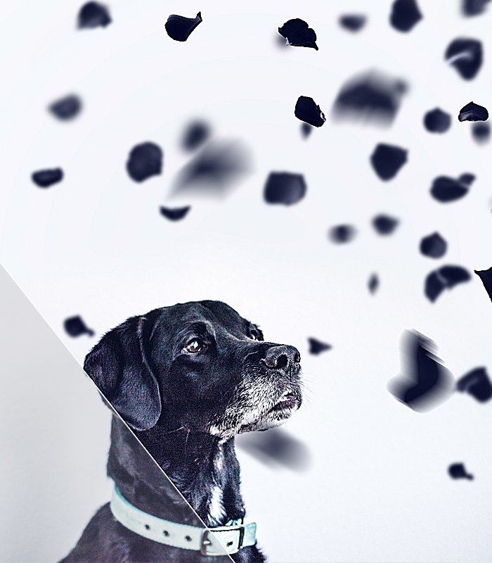 free photo overlays used  on a sad dog's image
