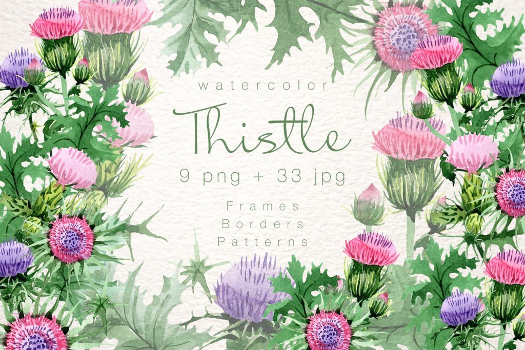 thistle watercolor floral elements  frames, borders and patterns preview