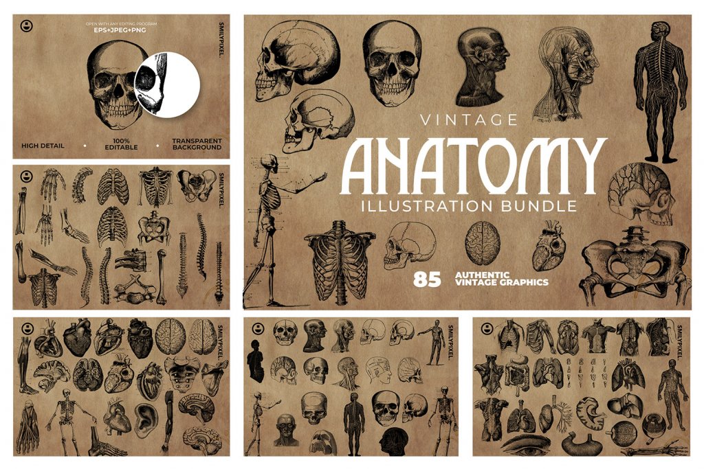 vintage-anatomy-illustration
