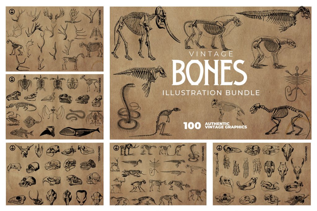 vintage-bones-illustrations
