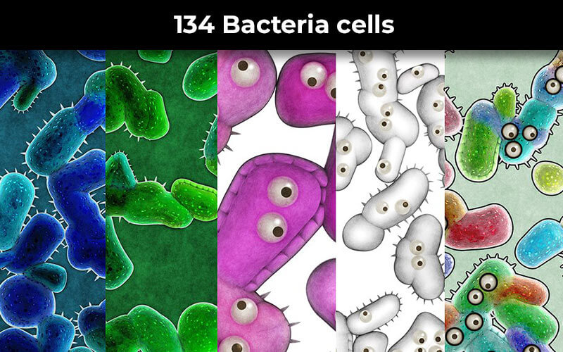 Bacteria cells