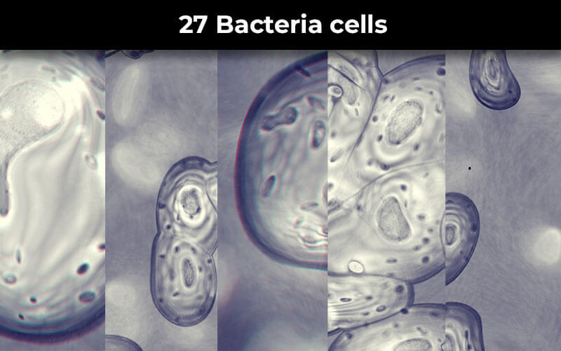 Bacteria cells preview
