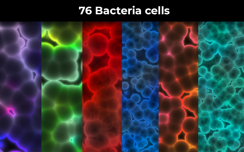 Bacteria cells