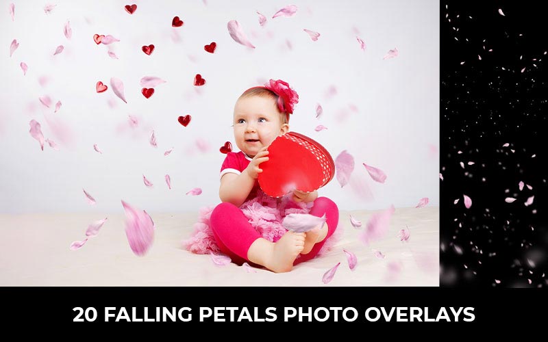 20_Falling_Petals_Photo_Overlays