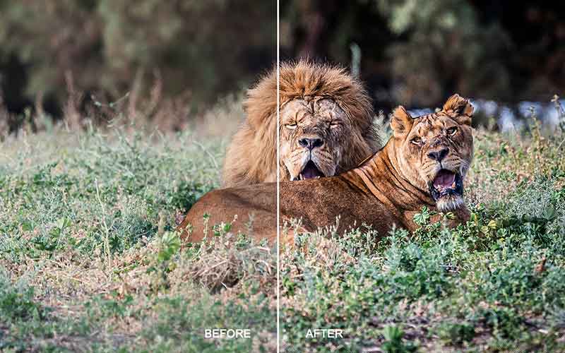 ebefore and after applying the action on an image of lion and lioness ebefore and after applying the action on an image of lion and lioness