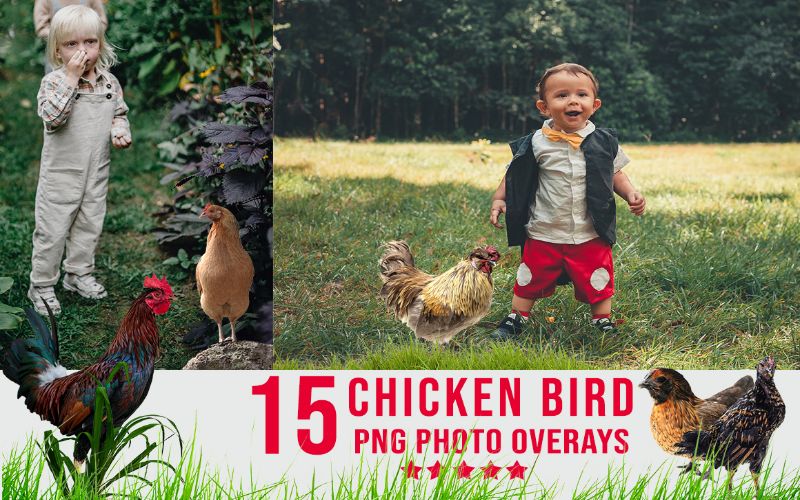 chicken overlay, birds overlay png