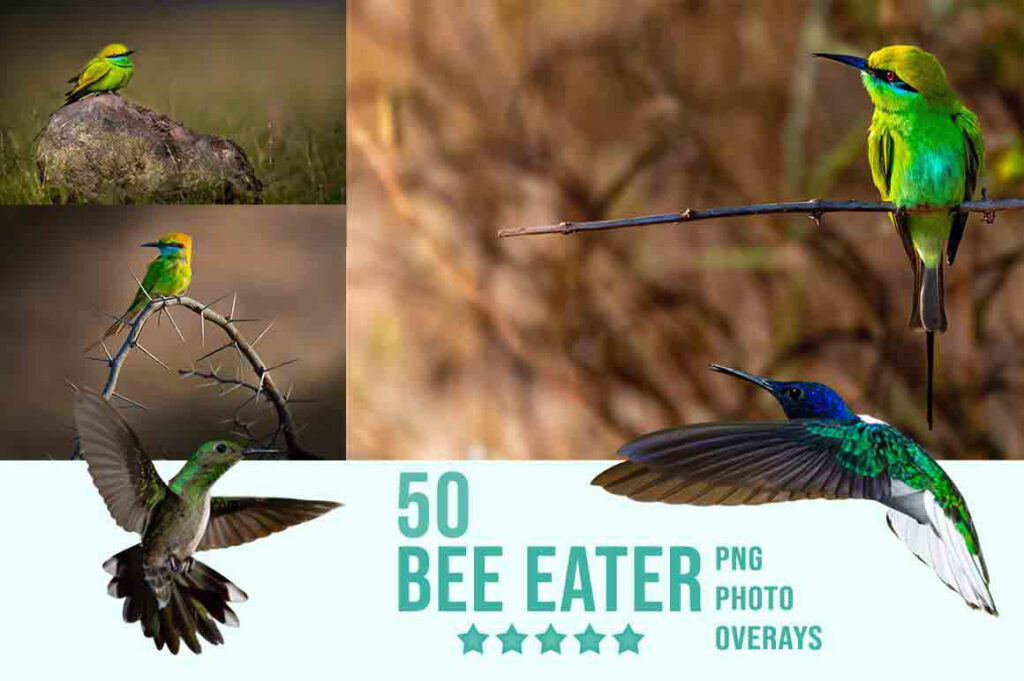 Bee Eater Photo Overlay PNG