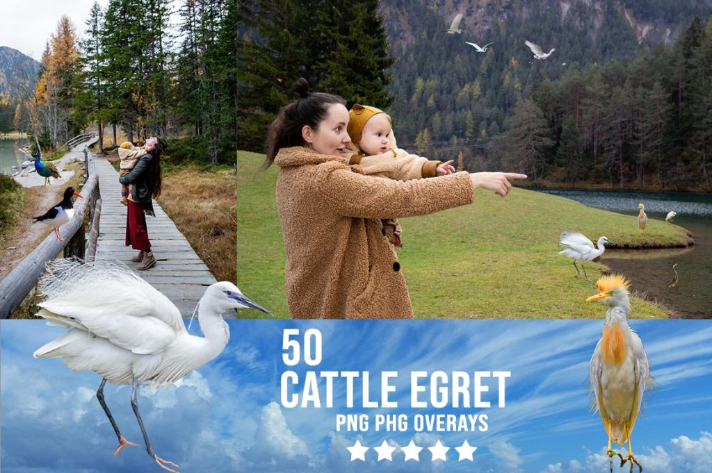 Cattle Egret Photo Overlay PNG