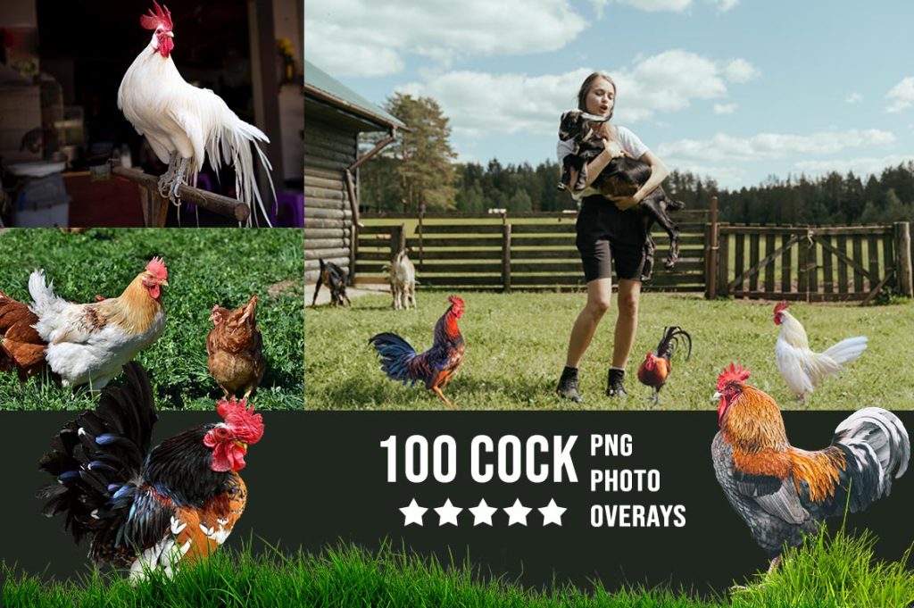 Cock  Photo Overlay PNG