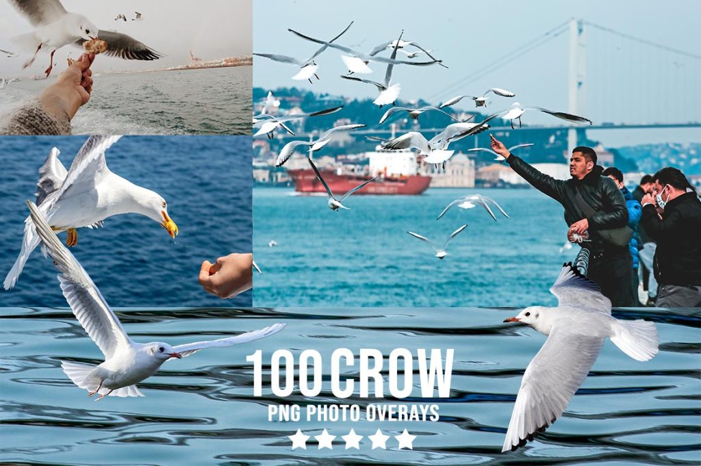 Crow Photo Overlay PNG
