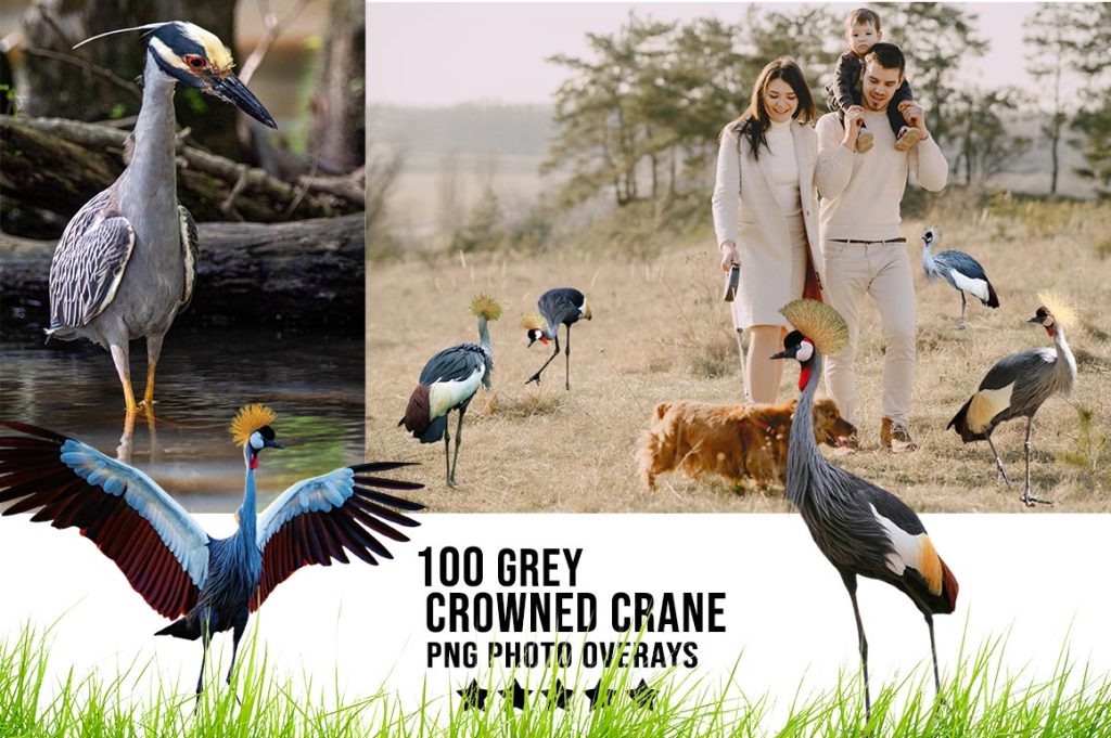 Grey Crowned Crane Photo Overlay PNG