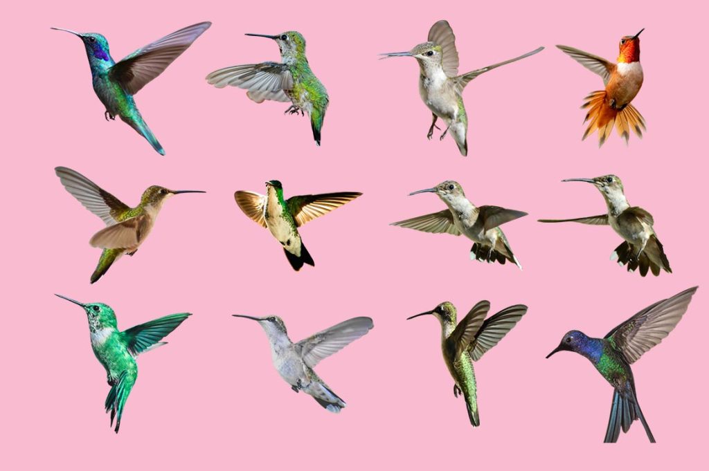 Hummingbird Photo Overlay PNG