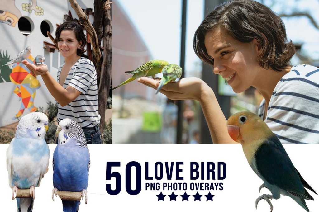 Love Bird Photo Overlay PNG
