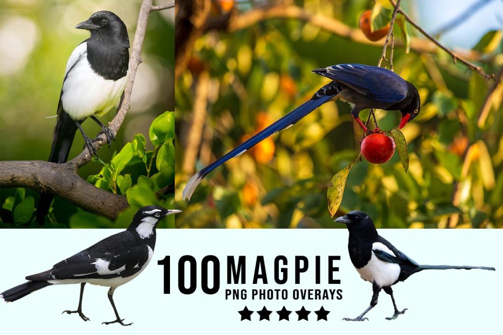 Magpie Photo Overlay PNG