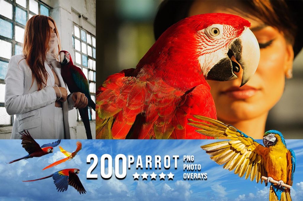 Parrot Photo Overlay PNG