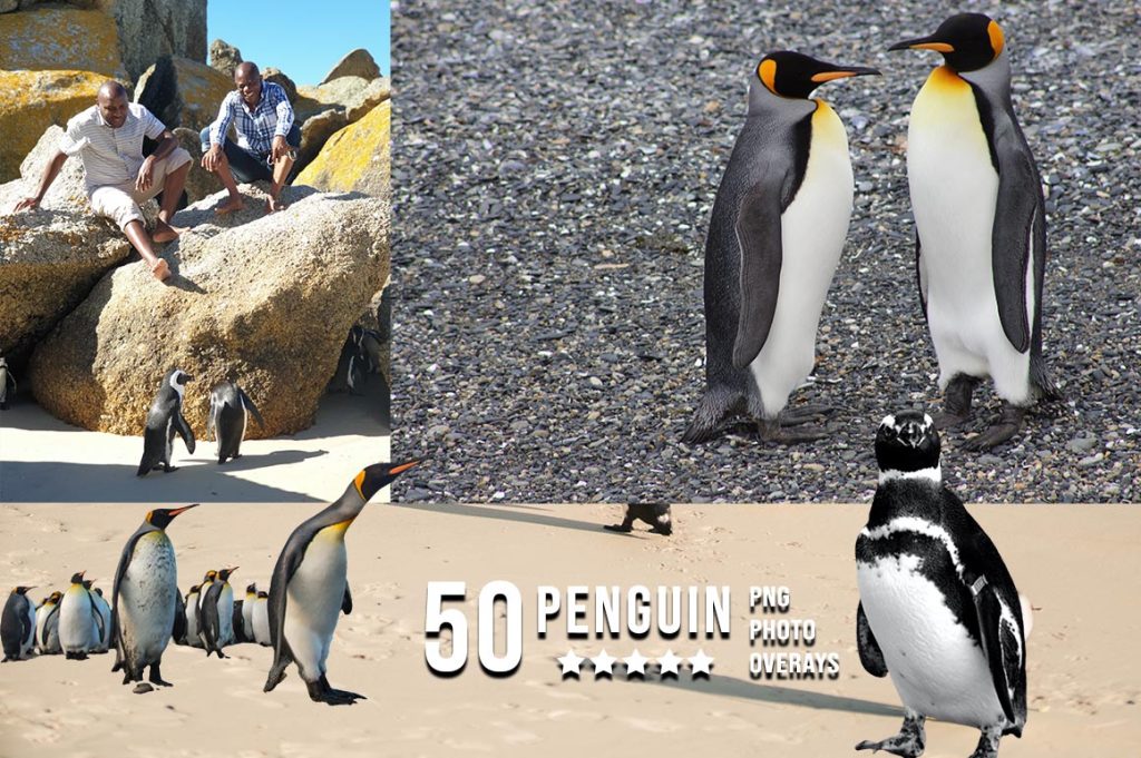 Penguin Photo Overlay PNG