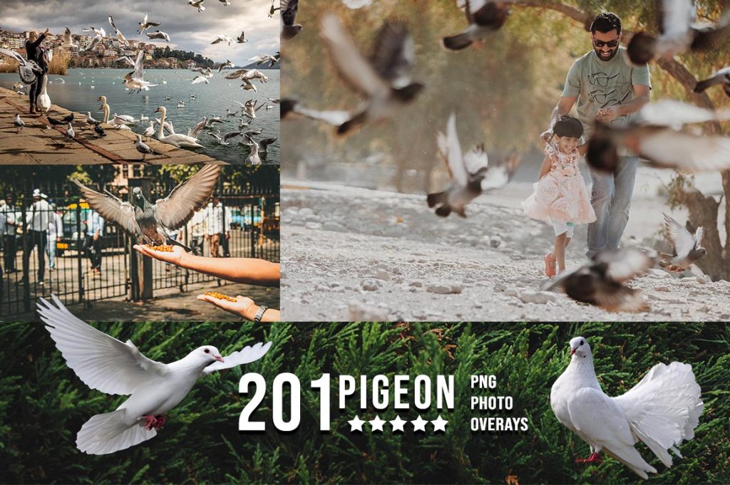 Pigeon Photo Overlay PNG
