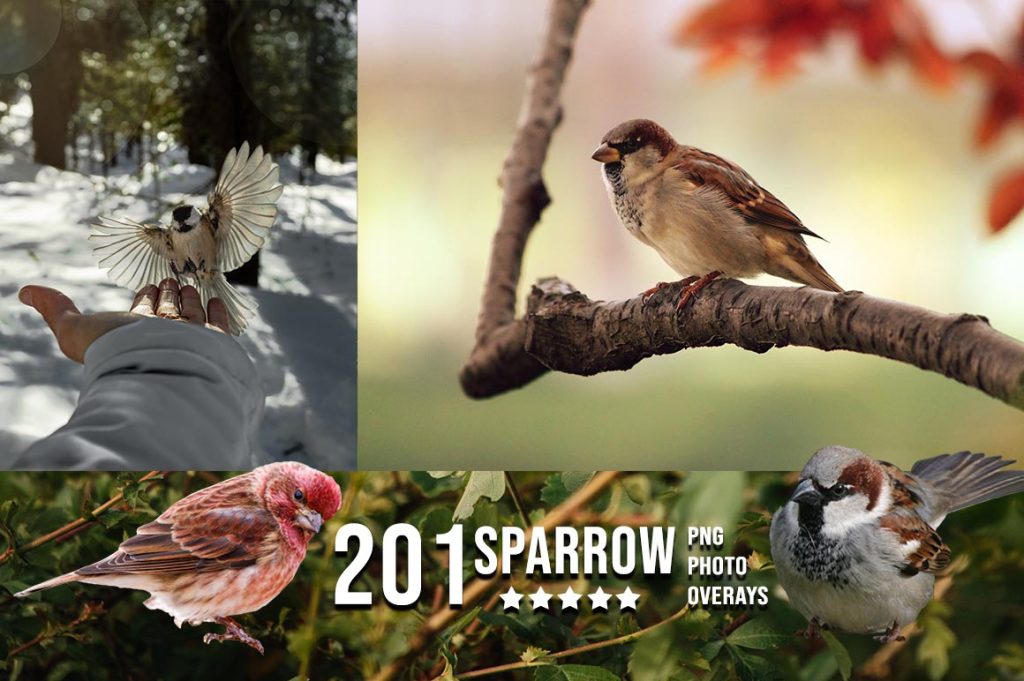 Sparrow Photo Overlay PNG