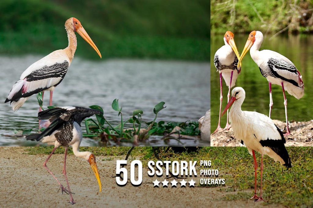 Stork Photo Overlay PNG
