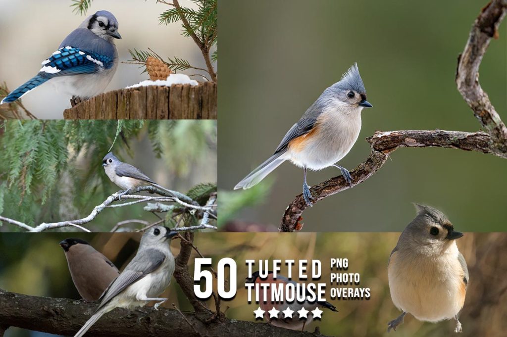 Tufted Titmouse Photo Overlay PNG