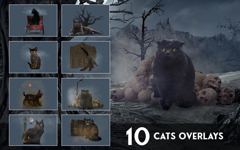 Cats Overlays For Halloween 
