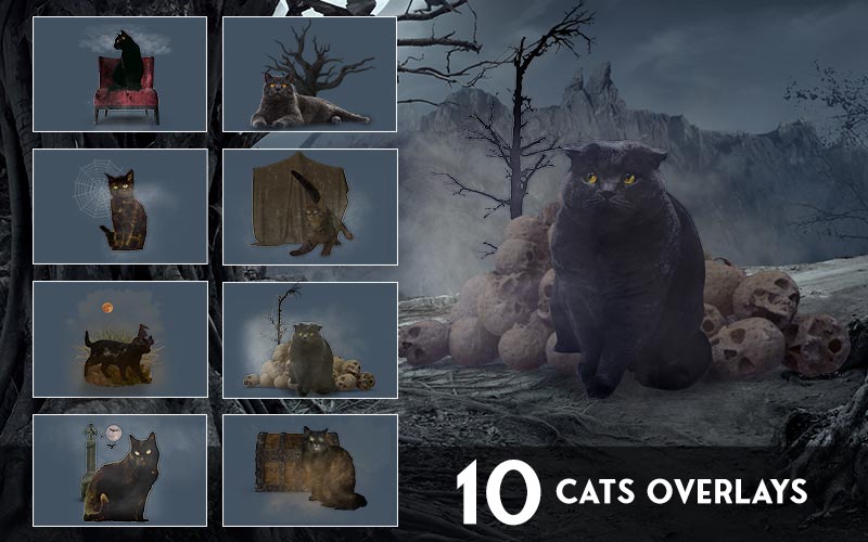 Cats Overlays