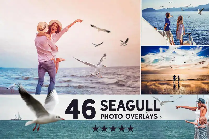 Seagull Photo Overlays