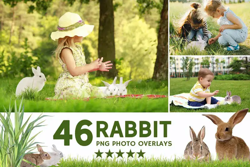 Rabbit Photo Overlays