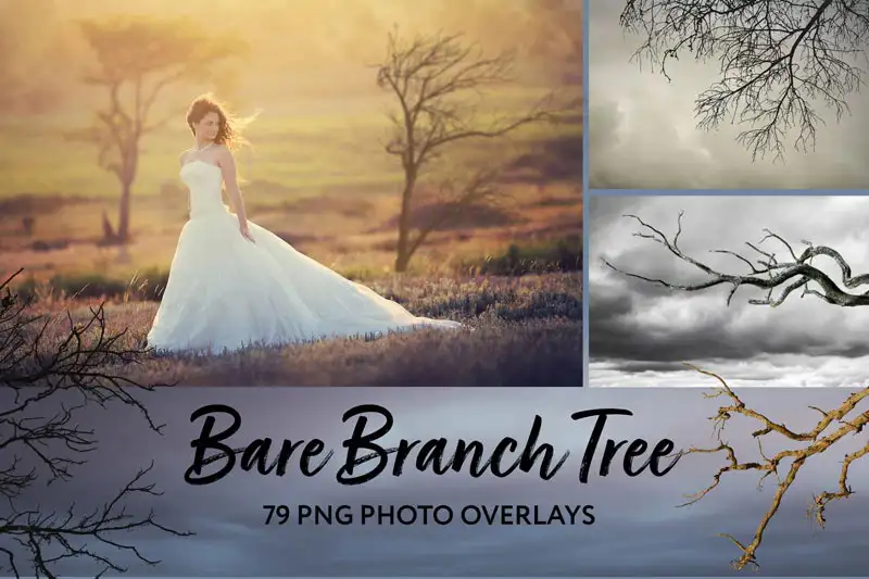 Bare Tree Photo Overlays