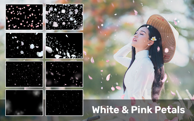 White & Pink Falling Petals