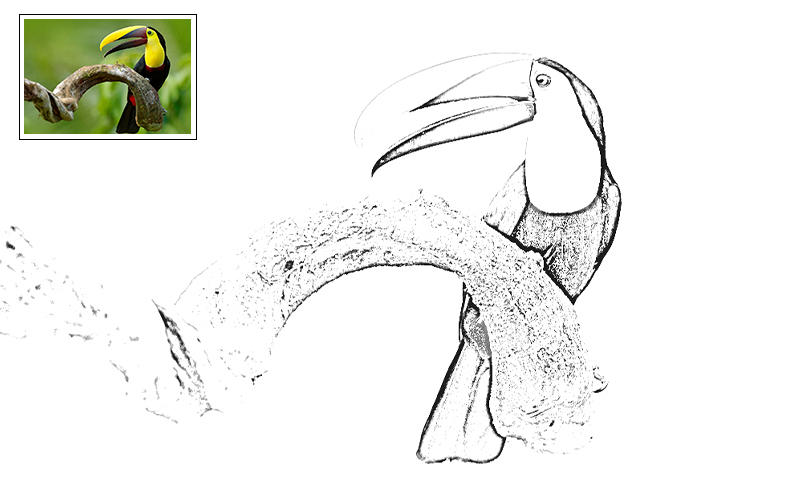 Hand Sketch Photoshop action Preview