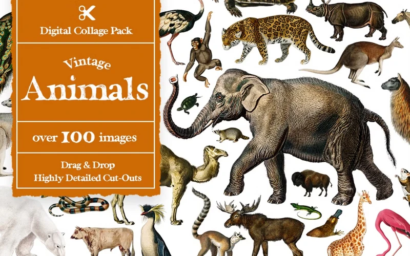 animal face cutouts, zoo animal cut outs, animal cutouts,
cut out zoo animals, cute animal cutouts, realistic animal cutouts,forest animal cut outs