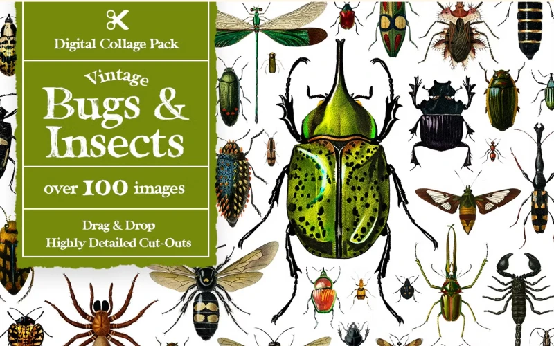 ladybug cut out, bug cut outs, cut out spider, cute spider cut out, honey bee cut outs