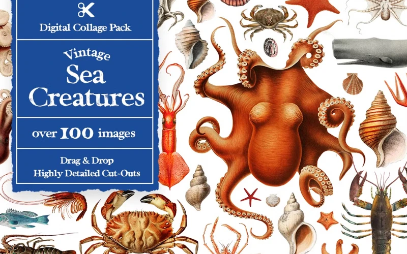 sea life cutouts, sea creature cutouts,sea horse cut out,cut out sea animals