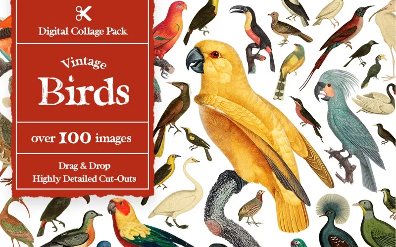 cut out pictures of birds, hummingbird cut out, bird cutouts printable, cut out of a bird, blue bird cut out, cardinal bird cut out