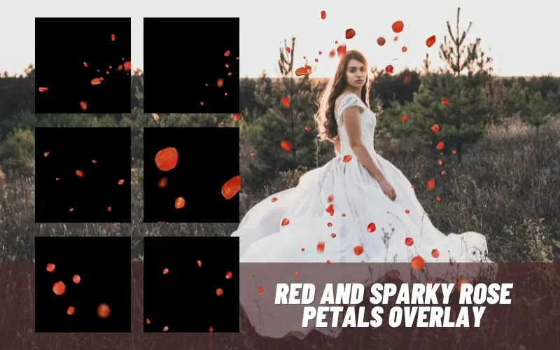 Red-and-sparkly-rose-petals-overlay