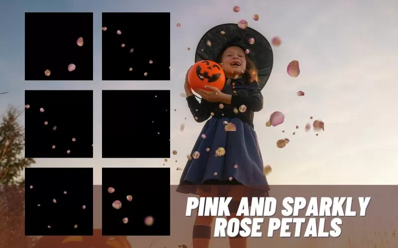 pink-and-sparkly-rose-petals image overlays