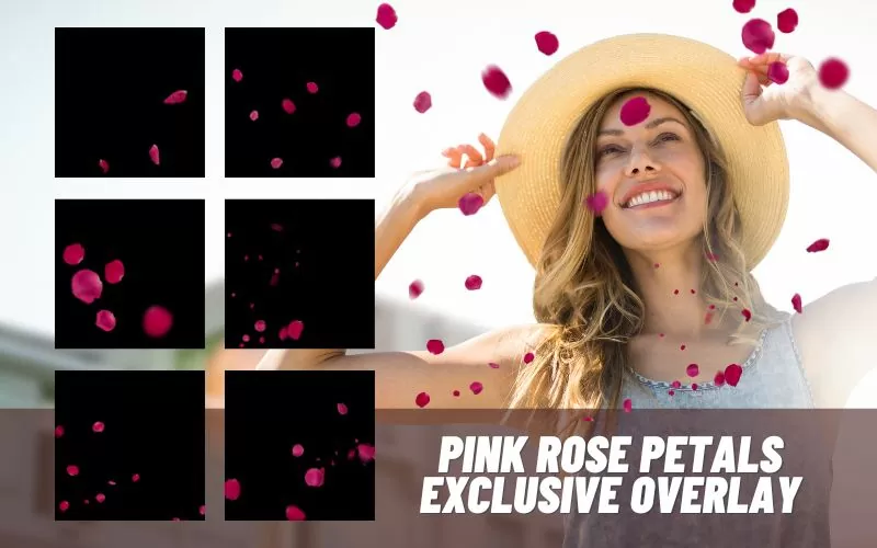 pink-rose-petals-exclusive