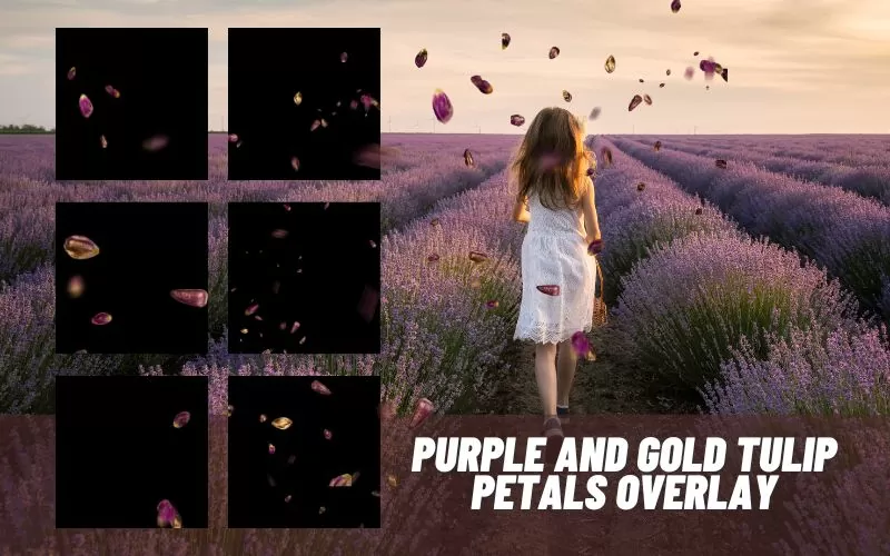 purple-and-gold-tulip-petals-image overlays