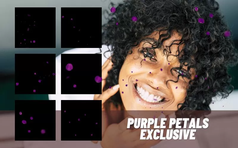 purple-petals-exclusive