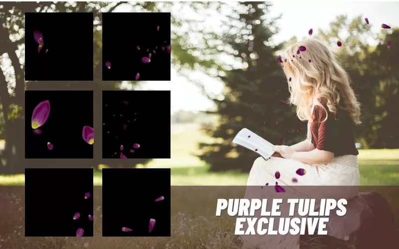 purple-tulips-exclusive