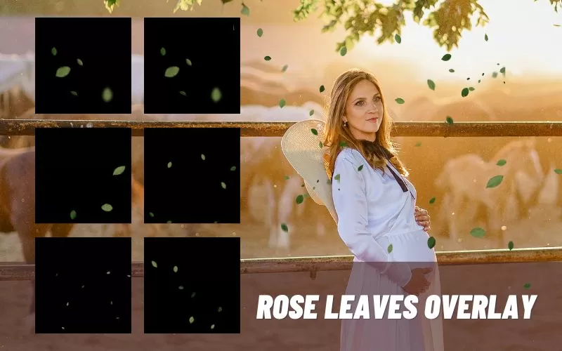 elegant-overlays-rose-leaves-overlay