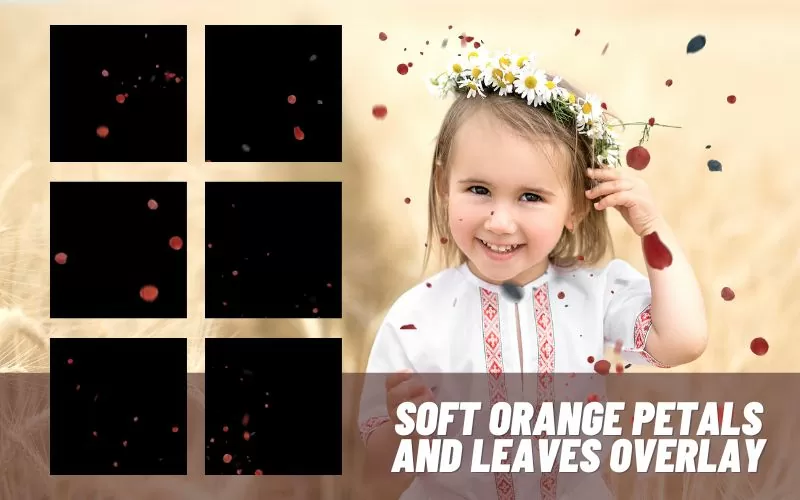 soft-orange-petals-and-leaves-image overlays