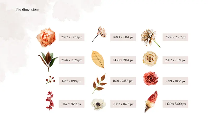 Amelia bouquet file dimensions