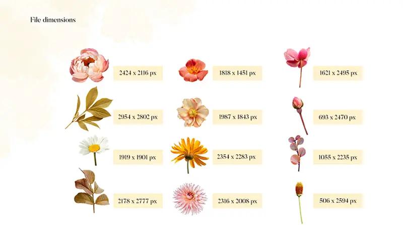 Betty bouquet file dimensions